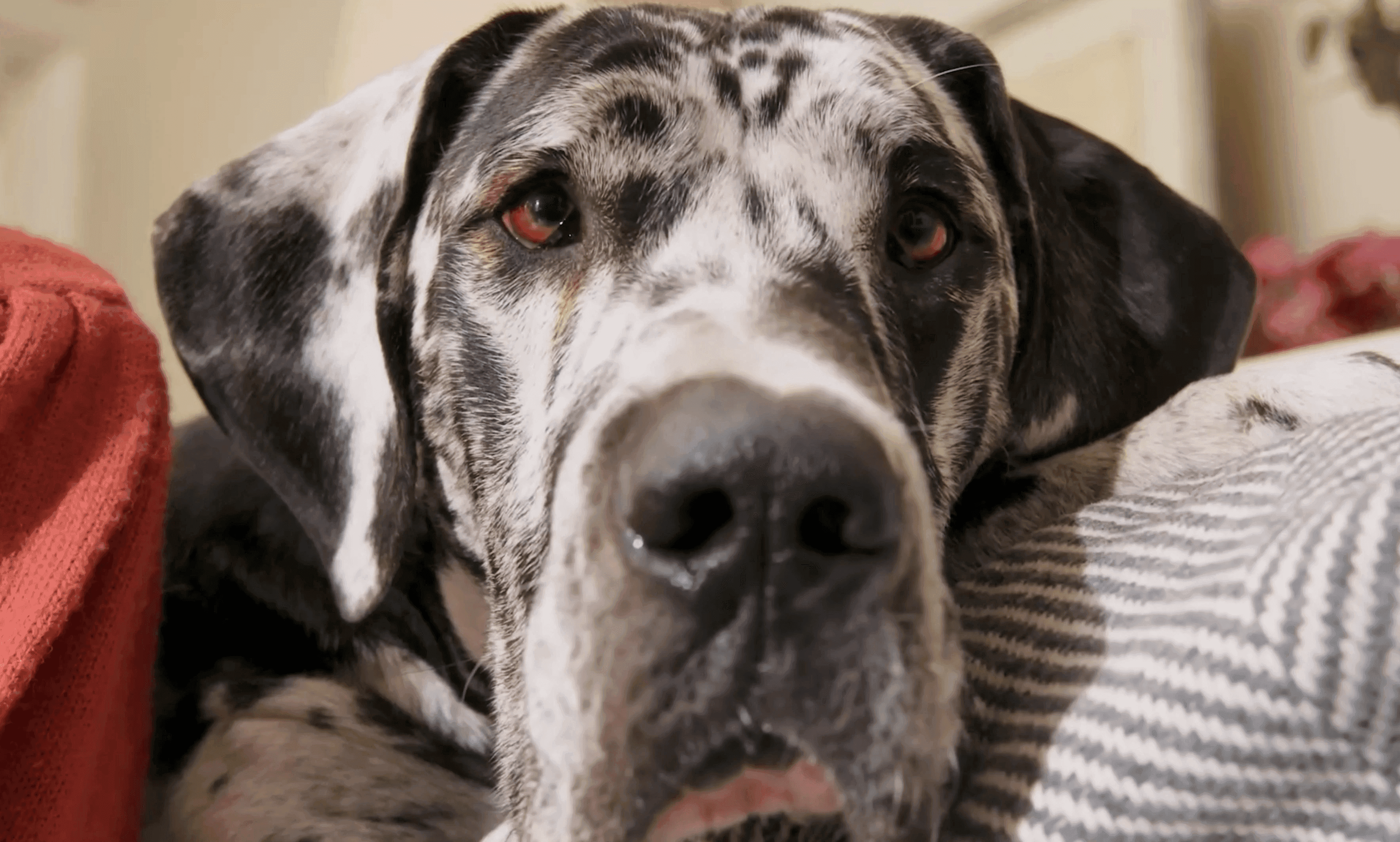Different Dog project